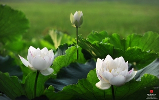 Phát động Cuộc thi ảnh nghệ thuật “Sen trong đời sống văn hóa Việt”
